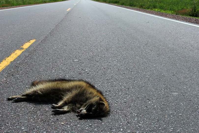 ¿Quién es el culpable al chocar con un animal?