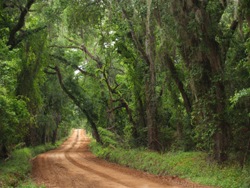 Plantation