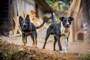 Dog Bite Lawyer in Titusville