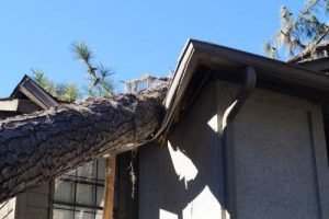 fallen tree on house