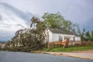 a tree knocked over in a yard