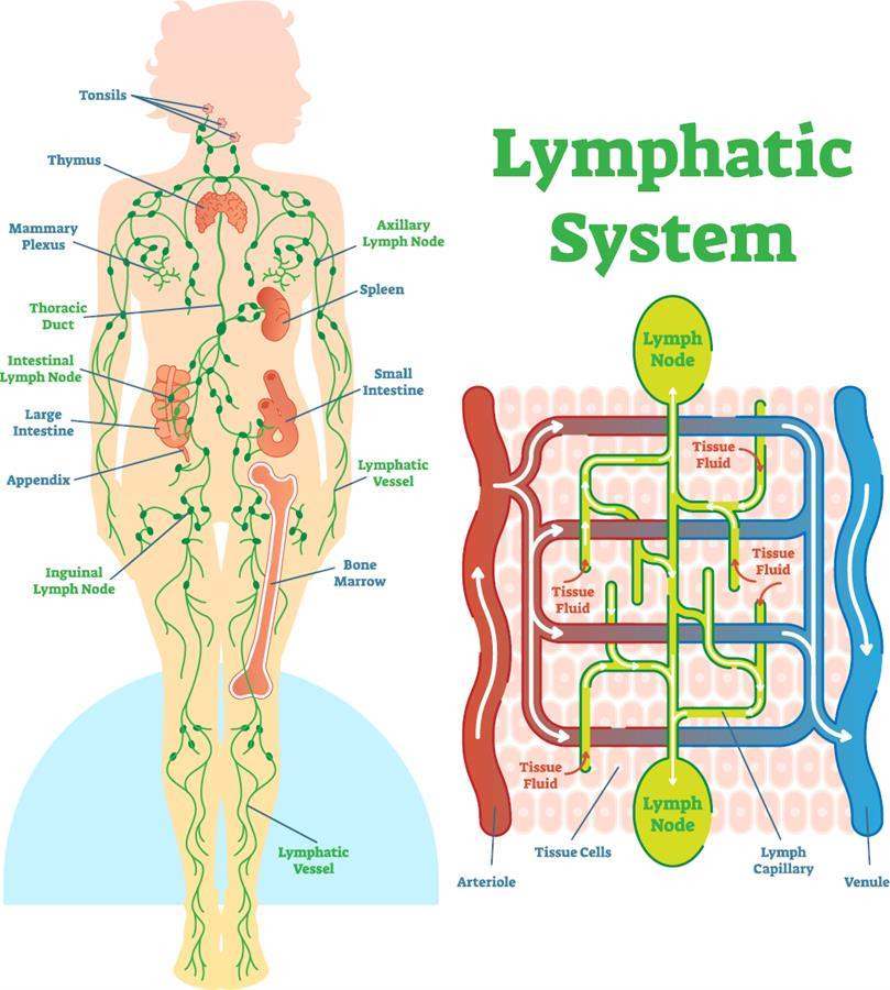 Lymphatic System Diagram - Roundup Cancer