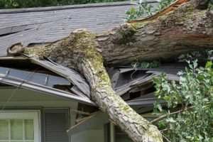 a tree on a house