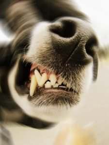 North Miami Beach FL dog bite lawyer