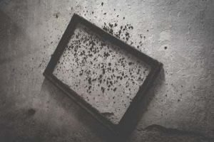 Fort Lauderdale FL mold claims property claim lawyer