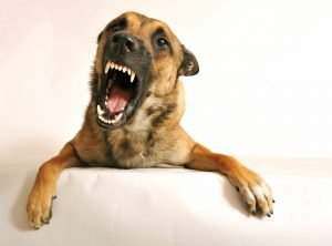 angry dog ready to bite