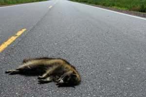 raccoon lying in the road