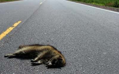 raccoon lying in the road