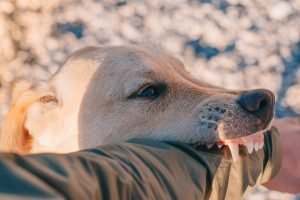 Pensacola, FL - Dog Bite Injury Lawyer