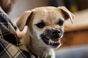 Hialeah, FL - Dog Bite Lawyer