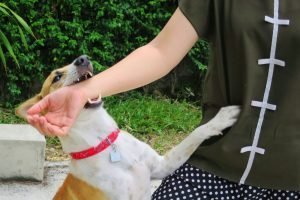 What Happens If a Dog Bites Someone on Your Property?