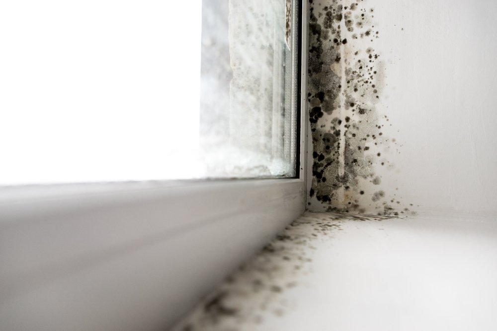 Does Insurance Cover Black Mold