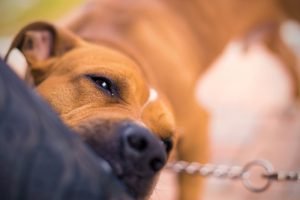 Fort Myers Dog Bite Lawyer