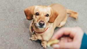 Naples Dog Bite Lawyer