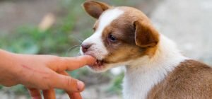 St. Petersburg Dog Bite Lawyer