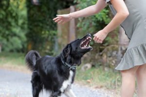 Clearwater Dog Bite Lawyer