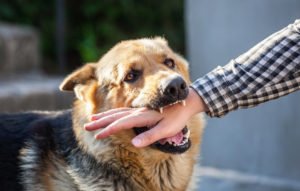Miramar Dog Bite Lawyer