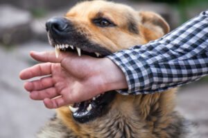 Holding Negligent Parties Accountable for Dog Bites in the Tampa Bay Area